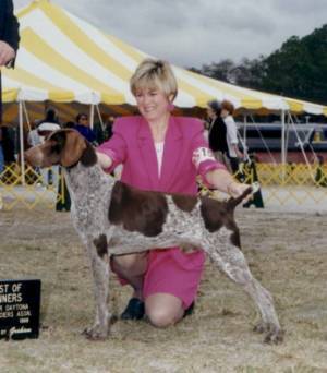 German Shorthaired Pointer at Show